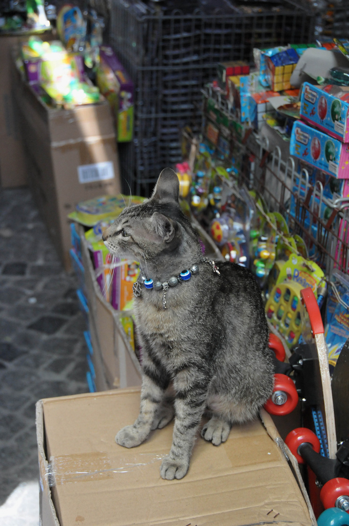 gatto di istanbul